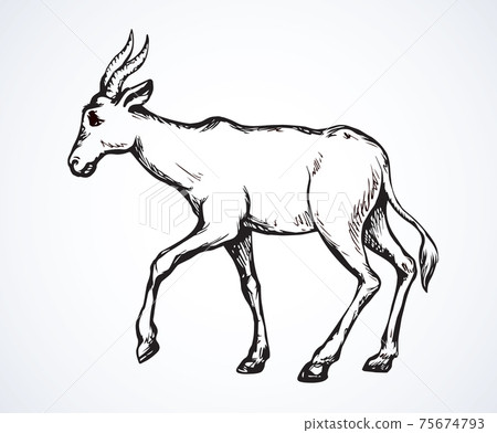 Antelope. Vector illustration Antelope. Vector illustration 75674793