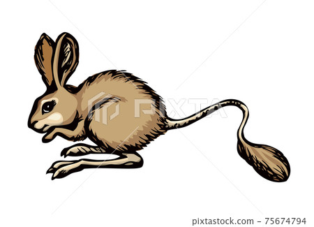 Jerboa. Vector drawing Jerboa. Vector drawing 75674794