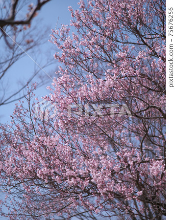 五十嵐公園3月梅花 75676256