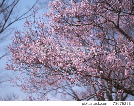 五十嵐公園3月梅花 五十嵐公園3月梅花 75676258