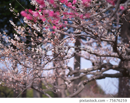 五十嵐公園3月梅花 五十嵐公園3月梅花 75676259