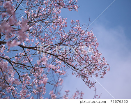 五十嵐公園3月梅花 五十嵐公園3月梅花 75676260