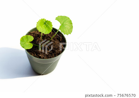 Gotu kola, Asiatic pennywort or Indian pennywort on white Gotu kola, Asiatic pennywort or Indian pennywort on white 75676570