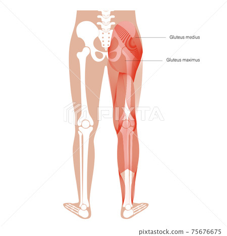Muscular back structure 75676675