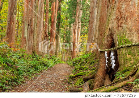 Togakushi Shrine Okusha approach to cedar trees, Togakushi, Nagano Prefecture Togakushi Shrine Okusha approach to cedar trees, Togakushi, Nagano Prefecture 75677259