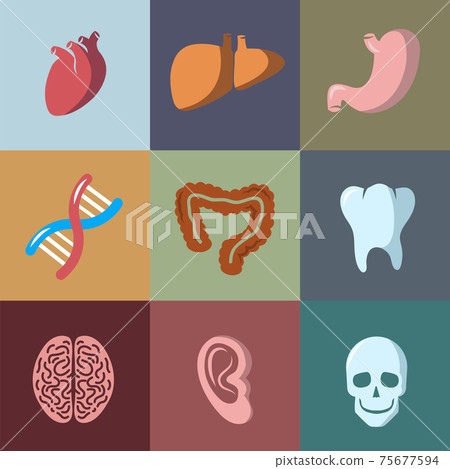 Internal human organs flat icons set - Stock Illustration [75677594 ...