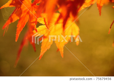 Scenery of autumn leaves of Lake Miyagase, Kanagawa Prefecture Scenery of autumn leaves of Lake Miyagase, Kanagawa Prefecture 75679456