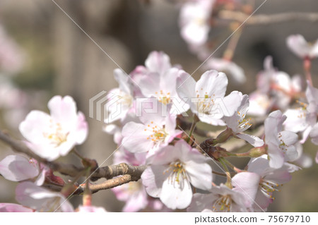 櫻花照亮 75679710