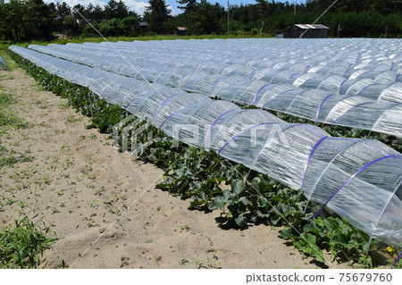 Tunnel cultivation Greenhouse cultivation Tunnel cultivation Greenhouse cultivation 75679760