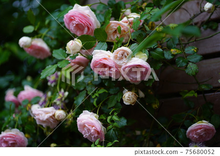 粉紅玫瑰 75680052