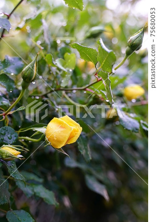 雨濕的芽 75680053