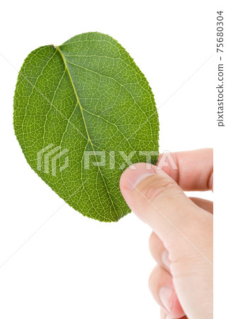Green leaf Green leaf 75680304
