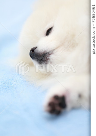 寵物狗博美犬的睡眠 寵物狗博美犬的睡眠 75680461