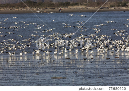 flying Snow goose 75680620