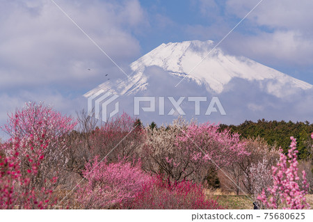 (Shizuoka Prefecture) Susono City Ume no Sato, red and white plum blossoms in full bloom, fresh snow Fuji (Shizuoka Prefecture) Susono City Ume no Sato, red and white plum blossoms in full bloom, fresh snow Fuji 75680625