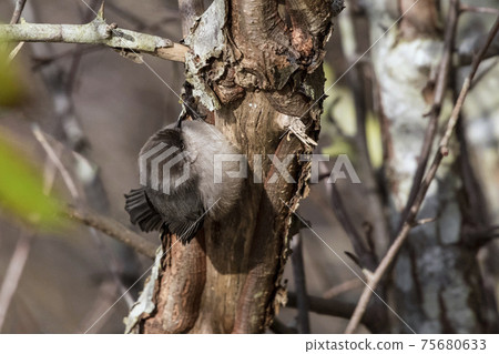 American bushtit bird 75680633