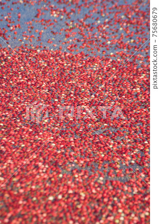 Red Cranberry Harvested Red Cranberry Harvested 75680679