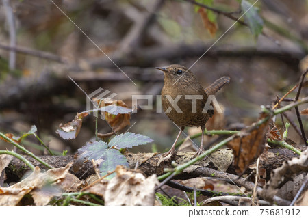 Pacific Wren bird 75681912