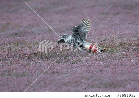 adult gray gyrfalcon bird 75681952