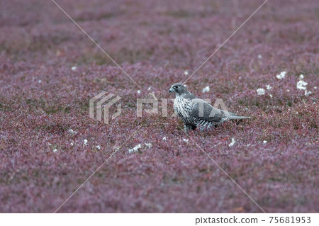 adult gray gyrfalcon bird 75681953