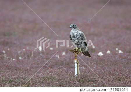 adult gray gyrfalcon bird adult gray gyrfalcon bird 75681954