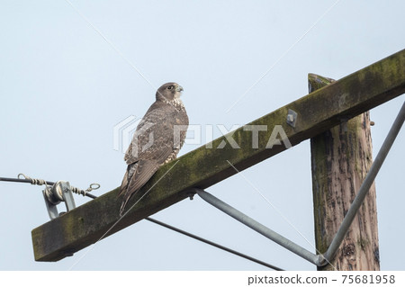 adult gray gyrfalcon bird 75681958