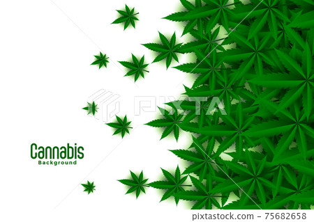 green cannabis leaves on white background design 75682658