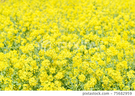 [強姦花開]盛開的強姦花開 75682959