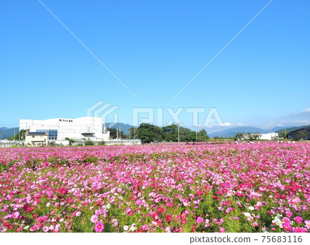 愛媛縣香椿市米納拉的宇宙場 愛媛縣香椿市米納拉的宇宙場 75683116