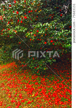 茶花花瓣 茶花花瓣 75683131