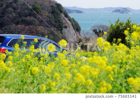 [油菜花]油菜田，內陸和海洋 75683141