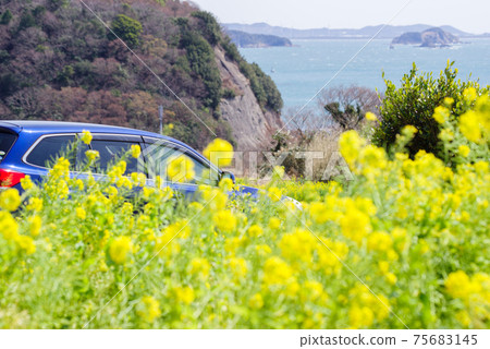[Rape blossoms] Rape field, outback and sea 75683145