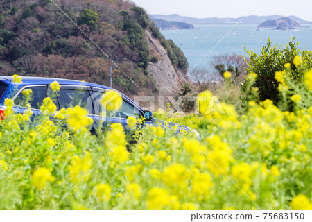 [Rape blossoms] Rape field, outback and sea 75683150