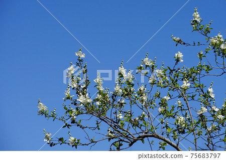 三月鎌倉1176 Exochorda racemosa（Rikyu李子），薔薇科，大船花中心 75683797