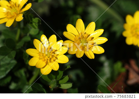 1166年3月，小白屈菜，毛an科，大船花中心 75683821