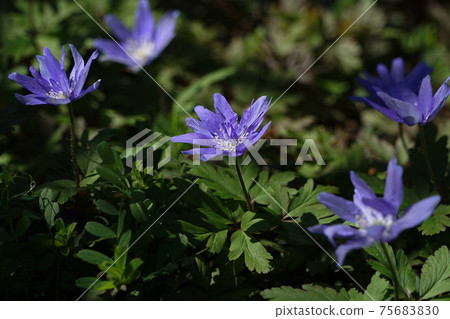 三月鎌倉1161年海葵假花al,毛an科,大船花中心 三月鎌倉1161年海葵假花al,毛an科,大船花中心 75683830