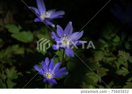 三月鎌倉1162年海葵假花ta,毛an科,大船花中心 三月鎌倉1162年海葵假花ta,毛an科,大船花中心 75683832