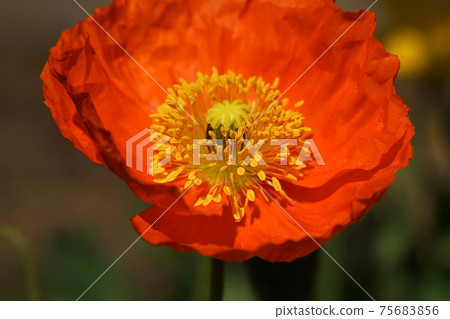 March Kamakura 1150 Poppy, Poppy Family, Ofuna Flower Center 75683856