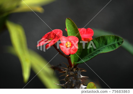 March 1147 Crown-of-thorns, Euphorbiaceae, Ofuna Flower Center 75683863