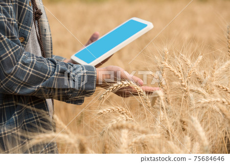 Farmer checking data in a wheat field with a tablet and examnination crop. Farmer checking data in a wheat field with a tablet and examnination crop. 75684646