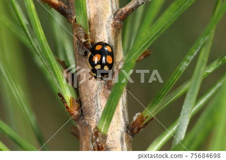 生物，昆蟲，瓢蟲，小於4毫米的小屍體。兩色六顆星在光滑的黑色背景上很漂亮 75684698