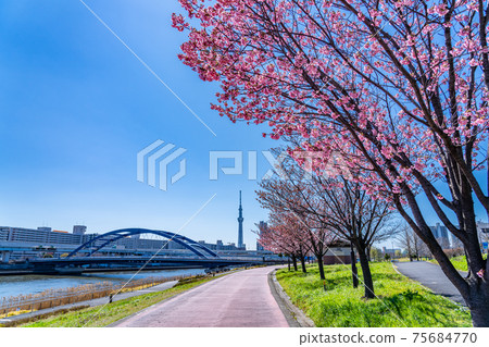 Spring in Japan Early blooming cherry blossoms in Shioiri Park, Arakawa, Tokyo Spring in Japan Early blooming cherry blossoms in Shioiri Park, Arakawa, Tokyo 75684770