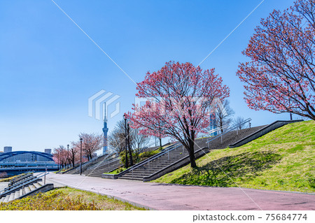 日本的春天日本東京荒川市鹽入公園的櫻花盛開 75684774