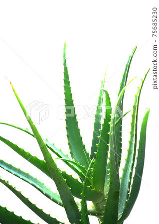Aloe Aloe 75685230