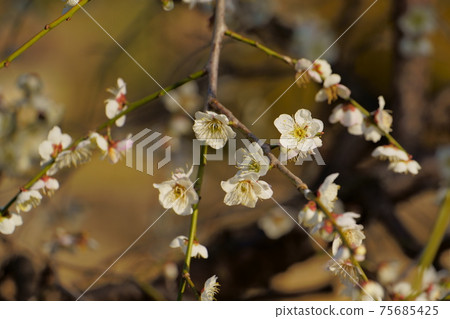 梅梅橋沼沼Fureai公園 梅梅橋沼沼Fureai公園 75685425
