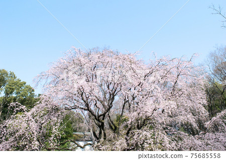 東京六義園垂枝櫻花 東京六義園垂枝櫻花 75685558