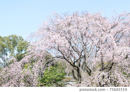 東京六義園垂枝櫻花 75685559