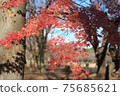 秋天的樹葉 75685621