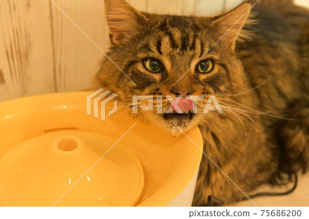 A cat drinking water 75686200