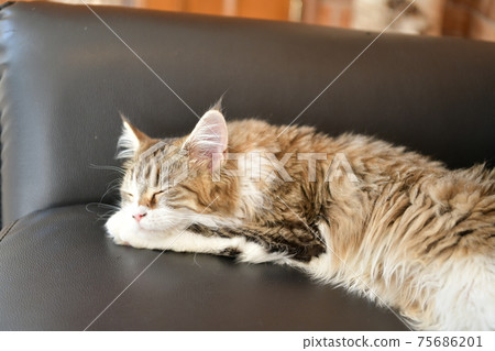 Sleeping maine coon Sleeping maine coon 75686201